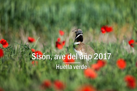 Sisón, ave del año 2017