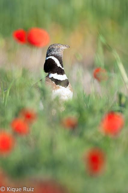 Sisón, ave del año 2017