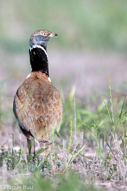 Sisón, ave del año 2017
