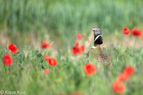Sisón, ave del año 2017