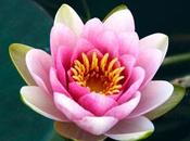 Flor loto, símbolo pureza espiritualidad, cómo germinarla (Paso Paso)