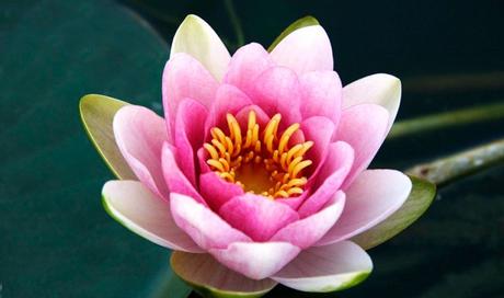 Flor de loto, símbolo de pureza y espiritualidad, cómo germinarla (Paso a Paso)