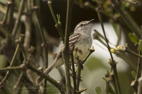 Piojito picudo (Plain Tyrannulet) Inezia inornata