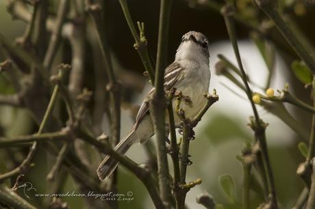Piojito picudo (Plain Tyrannulet) Inezia inornata