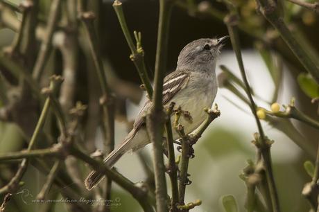 Piojito picudo (Plain Tyrannulet) Inezia inornata