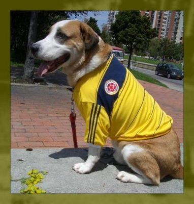 camisetas para perros grandes