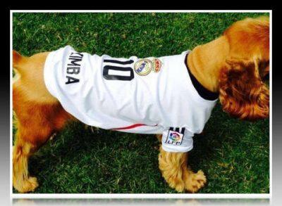 camisetas para perritos