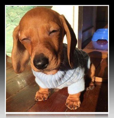 ropa para perros salchichas chile