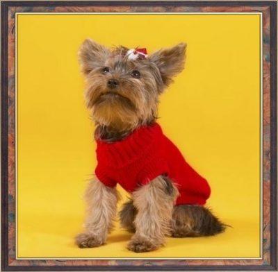 como hacer ropa para perros pequeños