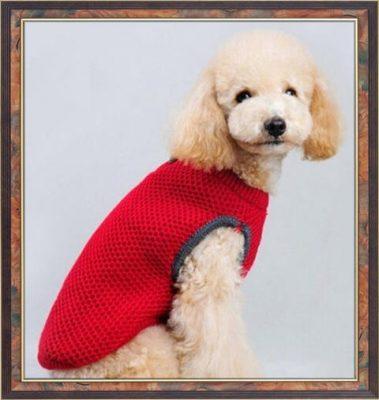 ropa para perros pequeños