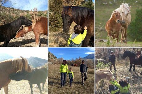fundación Miranda | caballos en libertad Barcelona