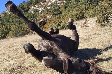 fundación Miranda | caballos en libertad Barcelona