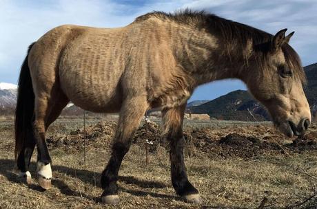 fundación Miranda | caballos en libertad Barcelona