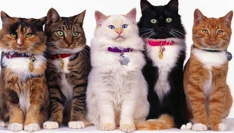 que debo saber de los gatos