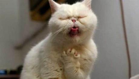 los gatos son animales curiosos y fascinantes