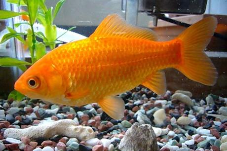 Peces Goldfish: Historia, Tipos Y Cuidados – La Elección Perfecta Para Tu Acuario