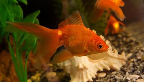 Peces Goldfish: Historia, Tipos Y Cuidados – La Elección Perfecta Para Tu Acuario