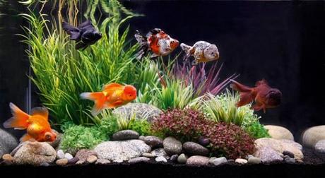 Peces Goldfish: Historia, Tipos Y Cuidados – La Elección Perfecta Para Tu Acuario