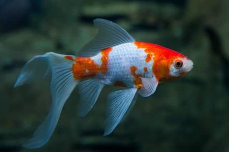 Peces Goldfish: Historia, Tipos Y Cuidados – La Elección Perfecta Para Tu Acuario