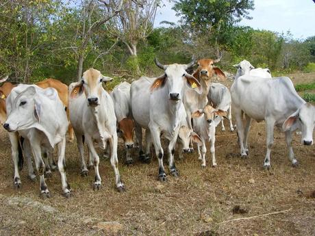La carne de vaca podría regresar a Cuba gracias a Fondo Internacional de Desarrollo Agrícola