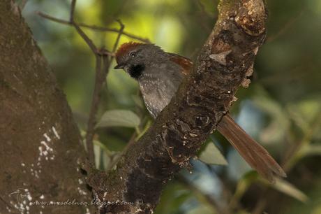 Pijuí frente gris (Sooty-fronted Spinetail) Synallaxis frontalis