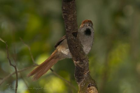 Pijuí frente gris (Sooty-fronted Spinetail) Synallaxis frontalis