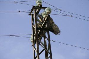 #Electrocución de aves