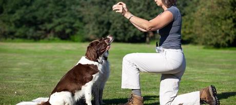 Habilidad Canina: un deporte para practicar en casa