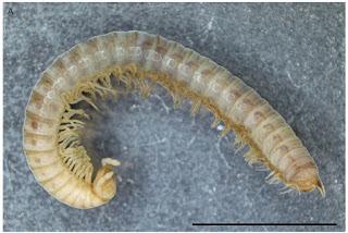 Nuevo diplópodo en cuevas de Serbia