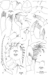 Nuevo crustáceo en cuevas de China