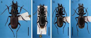 Nuevas especies en el MSS de Japón