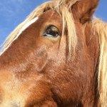 fundación Miranda | caballos en libertad Barcelona