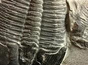 ¿Cómo asesinaba trilobite?