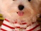Vestimenta para perros pequeños