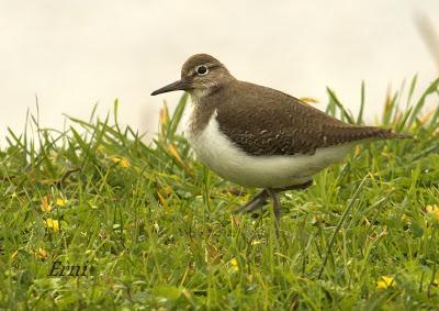 ESPERANDO ALGUNA RAREZA
