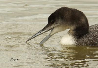 ESPERANDO ALGUNA RAREZA