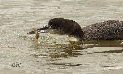 ESPERANDO ALGUNA RAREZA
