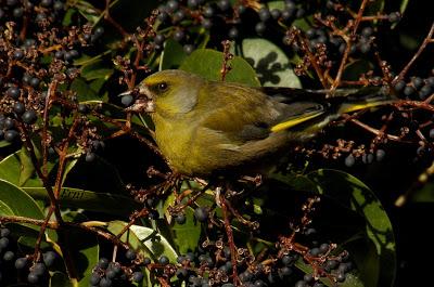 ESPERANDO ALGUNA RAREZA