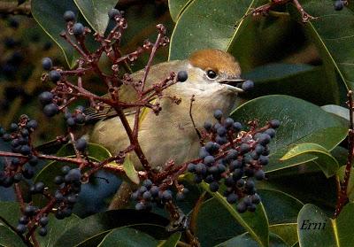 ESPERANDO ALGUNA RAREZA
