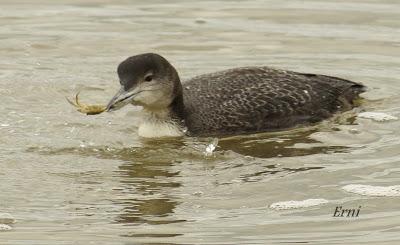 ESPERANDO ALGUNA RAREZA