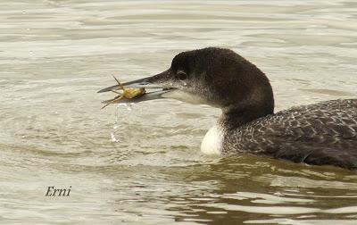 ESPERANDO ALGUNA RAREZA