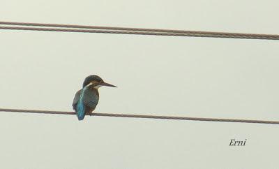 ESPERANDO ALGUNA RAREZA