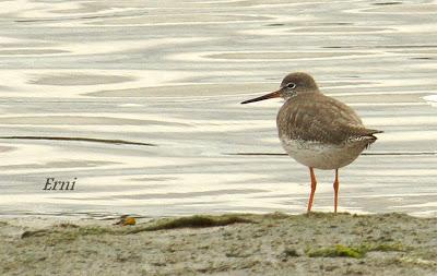 ESPERANDO ALGUNA RAREZA
