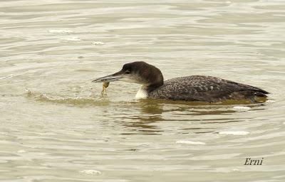 ESPERANDO ALGUNA RAREZA