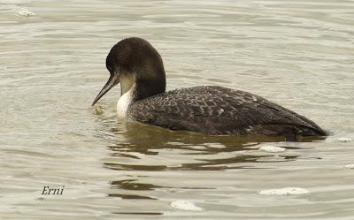 ESPERANDO ALGUNA RAREZA