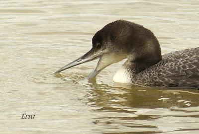 ESPERANDO ALGUNA RAREZA