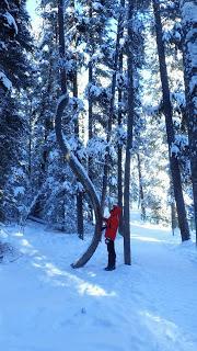 JOHNSTON CANYON