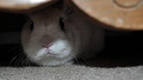 Comportamiento de los Conejos – Qué Es Normal y Qué Debe Preocuparnos?