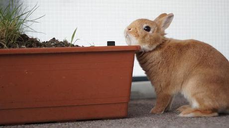 Comportamiento de los Conejos – Qué Es Normal y Qué Debe Preocuparnos?