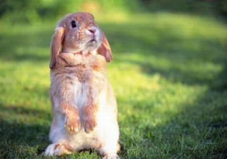 Comportamiento de los Conejos – Qué Es Normal y Qué Debe Preocuparnos?